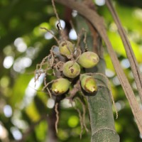 Areca concinna Thwaites